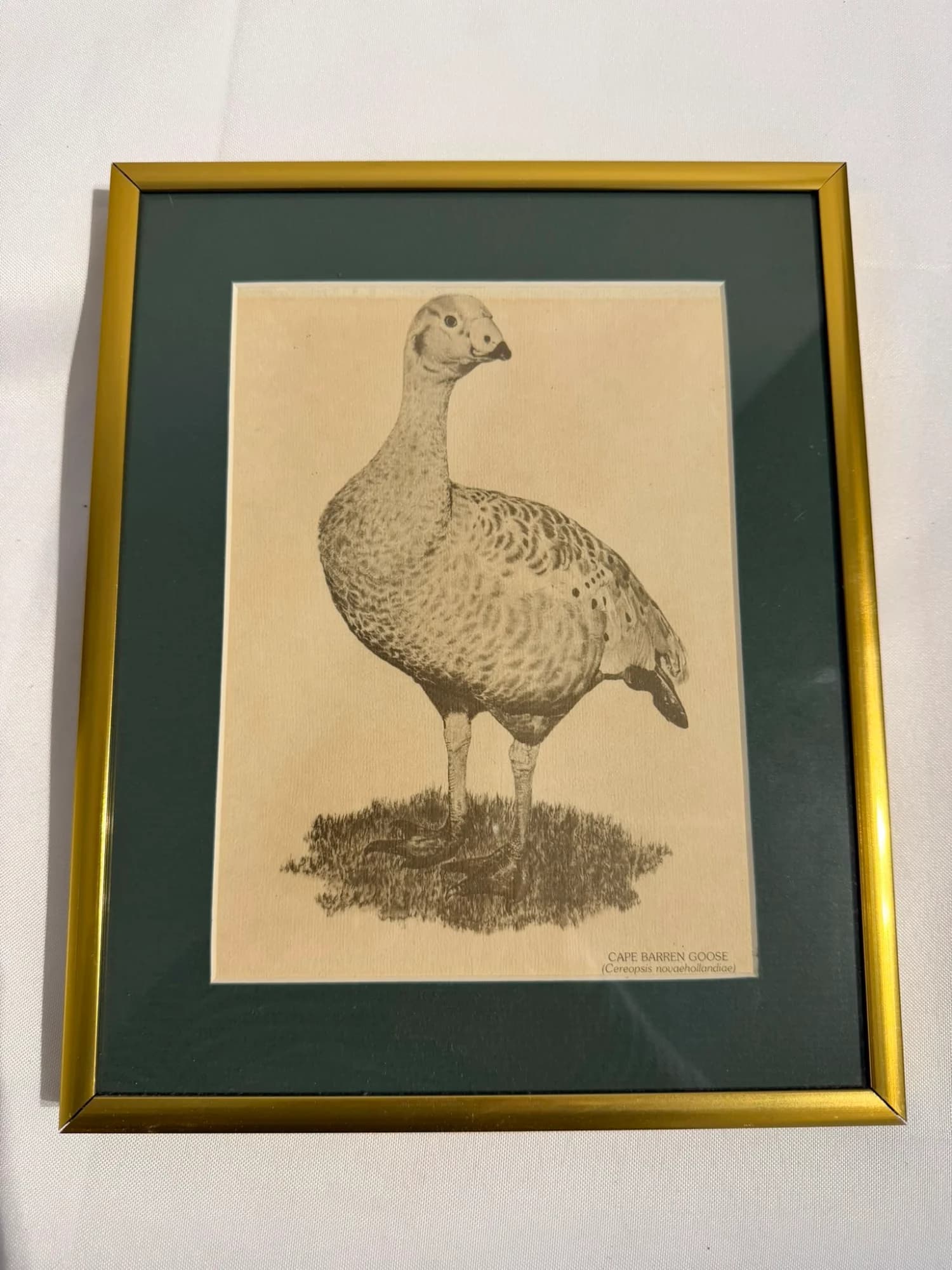 Vintage Australian Wildlife Etching Prints Set of 3 Framed Animal Art — photo 2 of 5