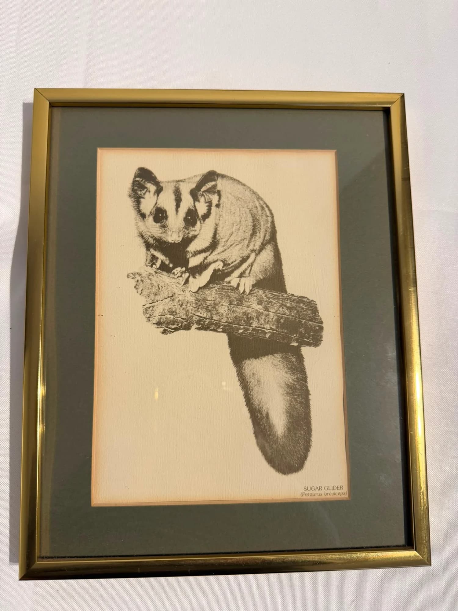 Vintage Australian Wildlife Etching Prints Set of 3 Framed Animal Art — photo 4 of 5