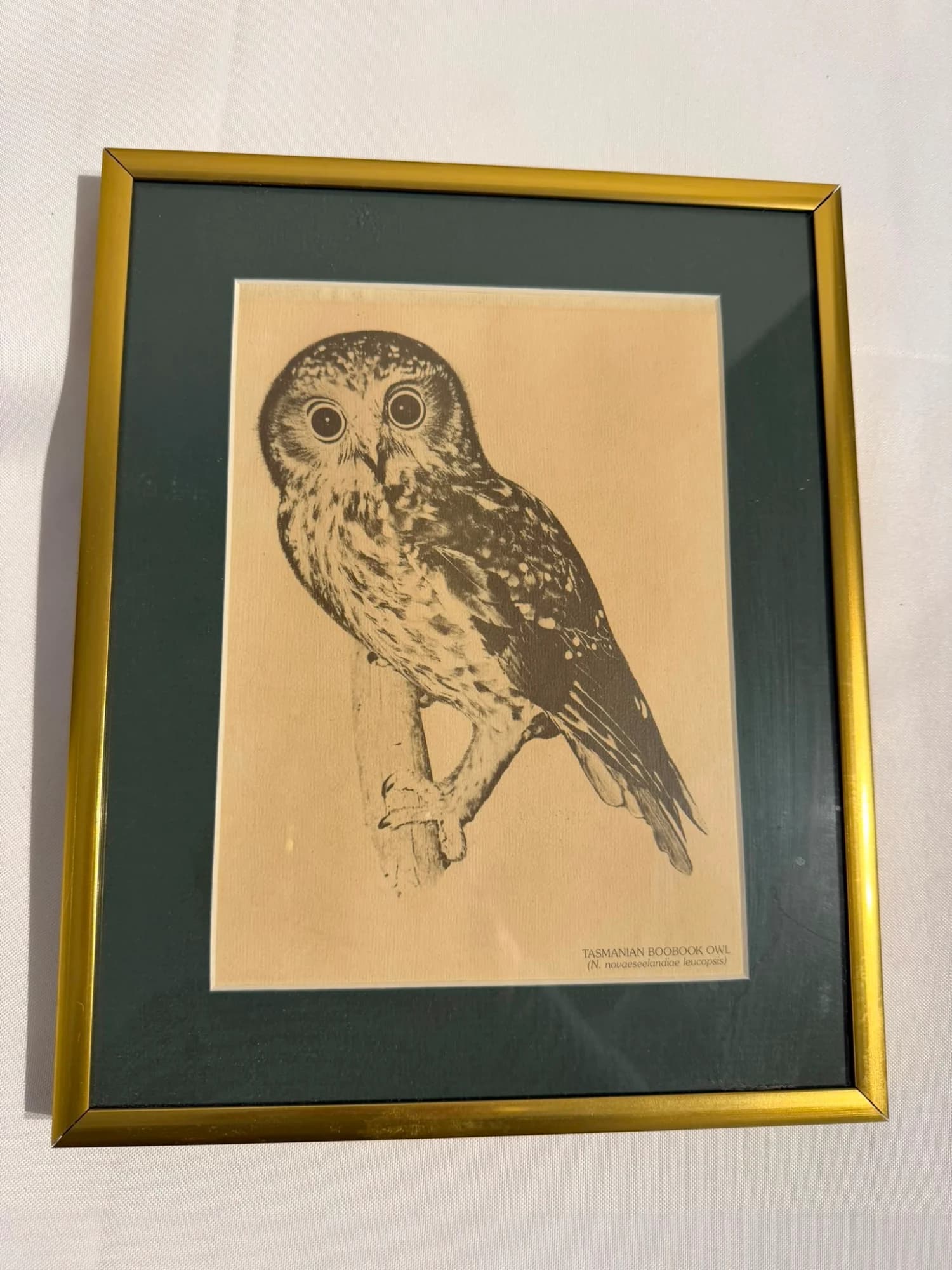 Vintage Australian Wildlife Etching Prints Set of 3 Framed Animal Art — photo 5 of 5