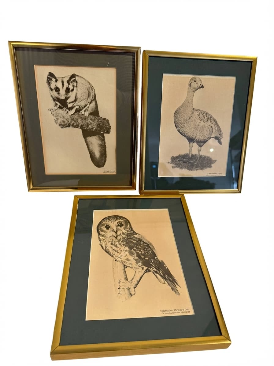 Vintage Australian Wildlife Etching Prints Set of 3 Framed Animal Art — photo 1 of 5