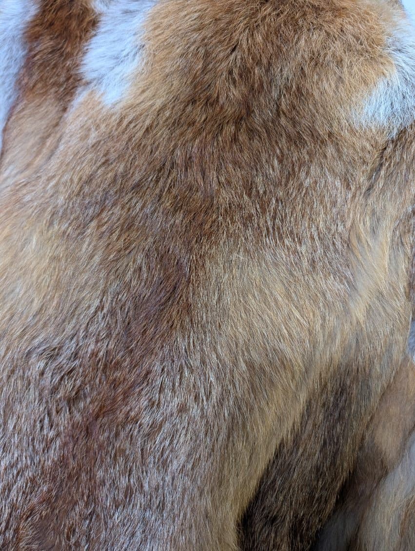 Vintage Levy Furs Red Fox Fur Jacket - Sydney Made — photo 5 of 7