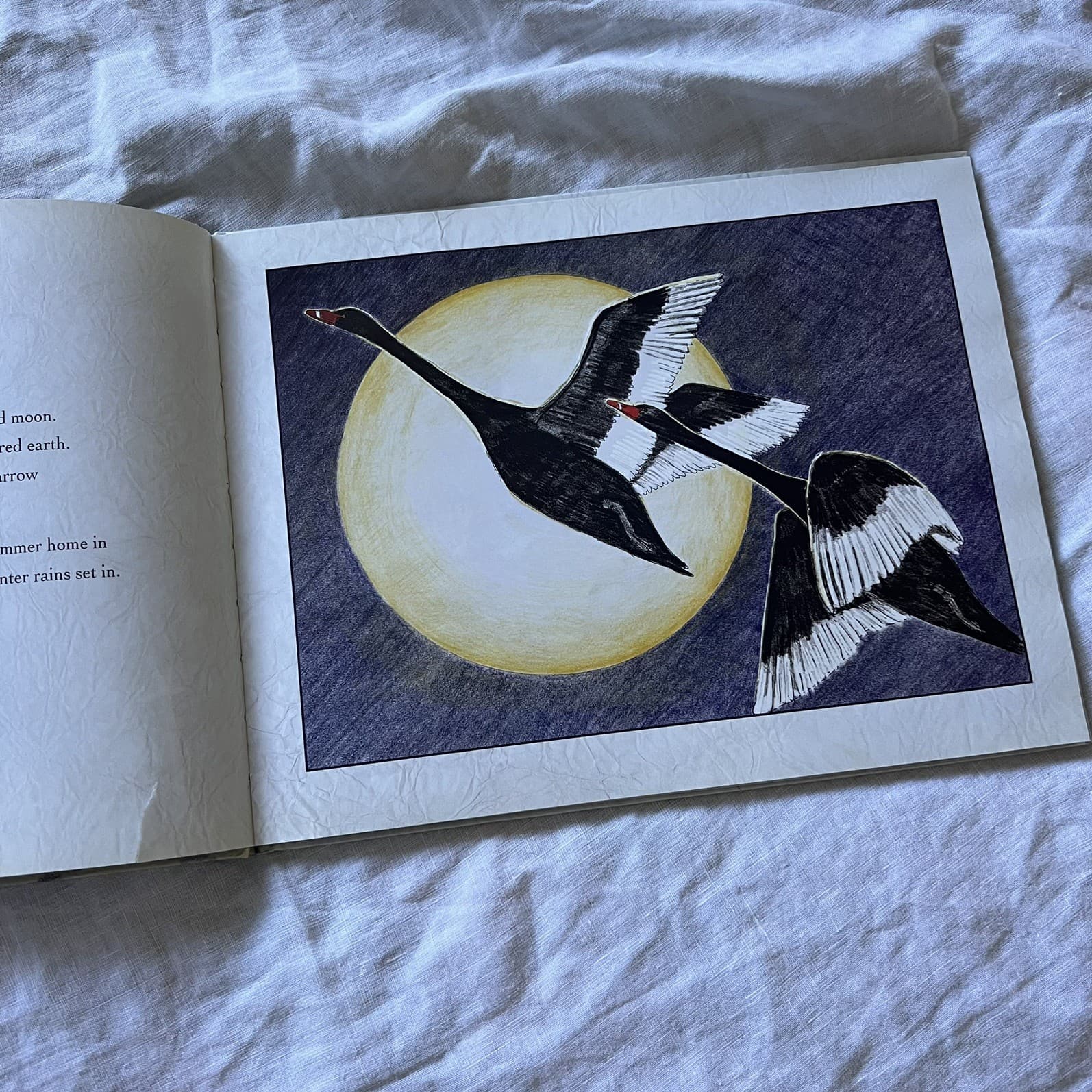 The Stone Swan Helen Bell Black Swans Wetlands Homeschool Educational Resource — photo 5 of 5