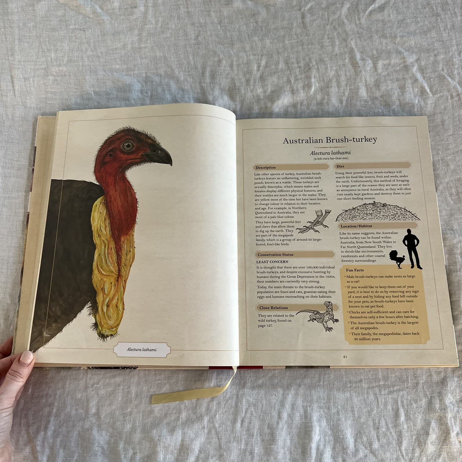 Ugly Animals Encyclopaedia Sami Bayly Hardcover Book Illustrated Childrens Kids — photo 3 of 4